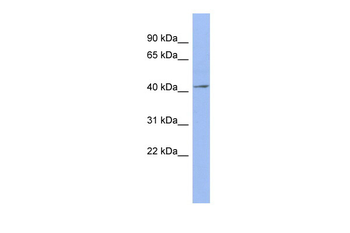 ELAVL4 Rabbit Polyclonal Antibody