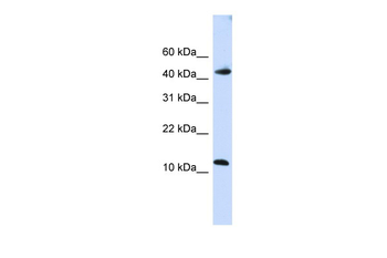 APOBEC3F Rabbit Polyclonal Antibody