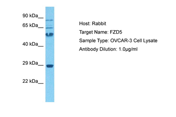 FZD5 Rabbit Polyclonal Antibody