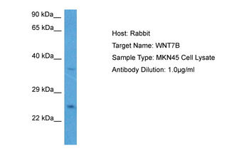 WNT7B Rabbit Polyclonal Antibody