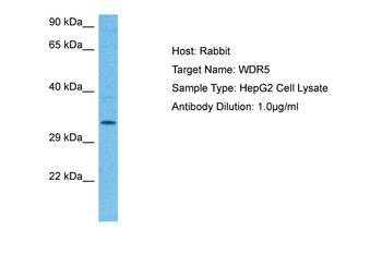 WDR5 Rabbit Polyclonal Antibody
