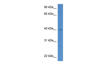 Wdr5 Rabbit Polyclonal Antibody