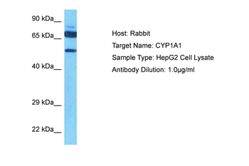 CYP1A1 Rabbit Polyclonal Antibody