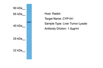 CYP1A1 Rabbit Polyclonal Antibody