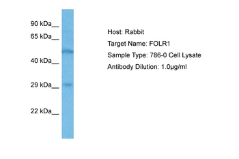 FOLR1 Rabbit Polyclonal Antibody