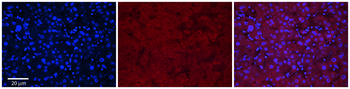 MASP2 Rabbit Polyclonal Antibody