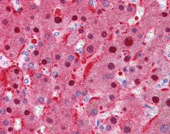 FAH Rabbit Polyclonal Antibody