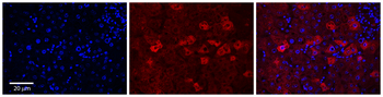 CYP4F3 Rabbit Polyclonal Antibody