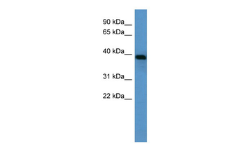 Ambp Rabbit Polyclonal Antibody