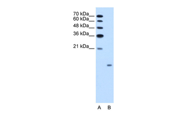 GCG Rabbit Polyclonal Antibody