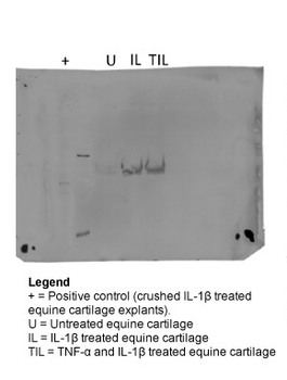 MMP3 Rabbit Polyclonal Antibody