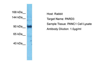 PARD3 Rabbit Polyclonal Antibody
