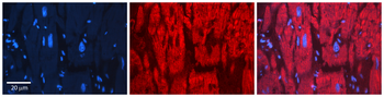PARD3 Rabbit Polyclonal Antibody