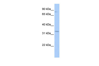 RFPL4B Rabbit Polyclonal Antibody