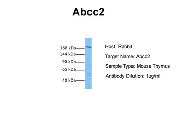 Abcc2 Rabbit Polyclonal Antibody