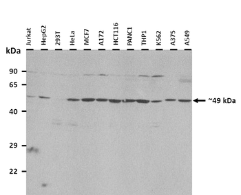 Slc16a3 Rabbit Polyclonal Antibody