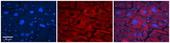 SLC33A1 Rabbit Polyclonal Antibody