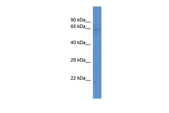 Slc22a3 Rabbit Polyclonal Antibody