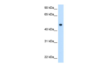 C8B Rabbit Polyclonal Antibody