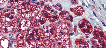 HGF Rabbit Polyclonal Antibody