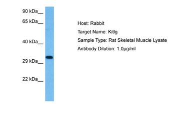 KITLG Rabbit Polyclonal Antibody