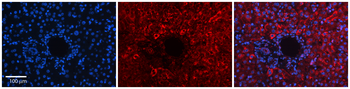DNAJB12 Rabbit Polyclonal Antibody
