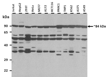 FOLH1 Rabbit Polyclonal Antibody