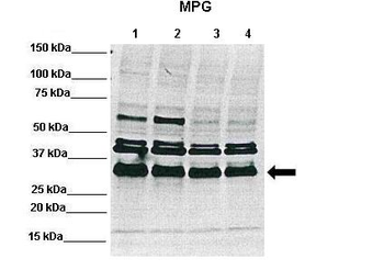 MPG Rabbit Polyclonal Antibody