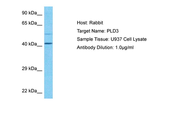 PLD3 Rabbit Polyclonal Antibody
