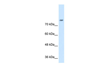 NRCAM Rabbit Polyclonal Antibody