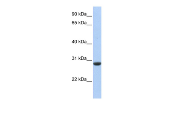 CLDND1 Rabbit Polyclonal Antibody