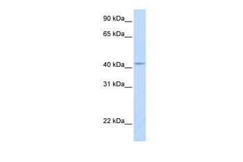 COX10 Rabbit Polyclonal Antibody