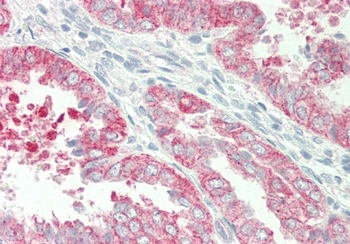 HBEGF Rabbit Polyclonal Antibody