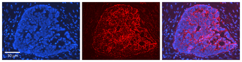 HMOX1 Rabbit Polyclonal Antibody