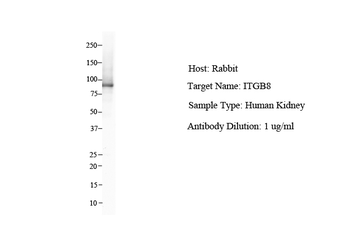 ITGB8 Rabbit Polyclonal Antibody