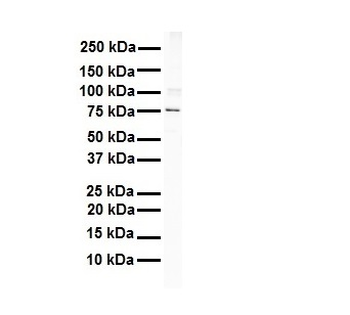 ITGB8 Rabbit Polyclonal Antibody