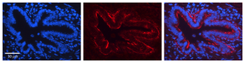 JAG2 Rabbit Polyclonal Antibody