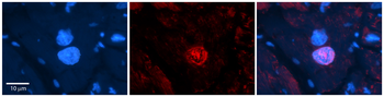 NR5A1 Rabbit Polyclonal Antibody