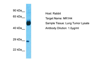 NR1H4 Rabbit Polyclonal Antibody