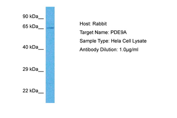 PDE9A Rabbit Polyclonal Antibody