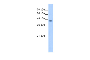 POFUT2 Rabbit Polyclonal Antibody