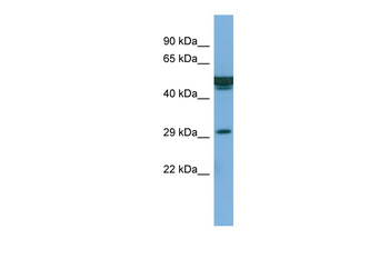 FAM3B Rabbit Polyclonal Antibody