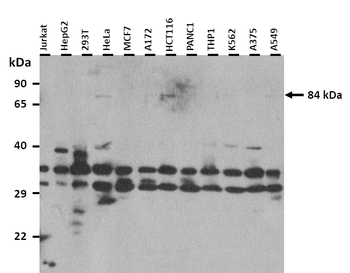 NAALAD2 Rabbit Polyclonal Antibody