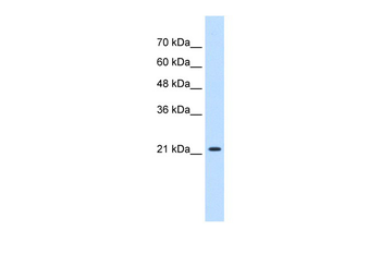 PGRMC1 Rabbit Polyclonal Antibody