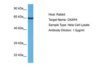 CKAP4 Rabbit Polyclonal Antibody