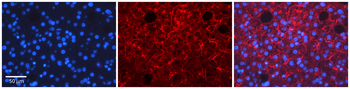 TMED1 Rabbit Polyclonal Antibody