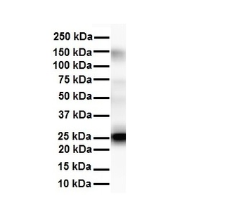 Tmed1 Rabbit Polyclonal Antibody