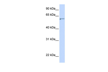DHCR24 Rabbit Polyclonal Antibody