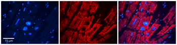 DHCR24 Rabbit Polyclonal Antibody