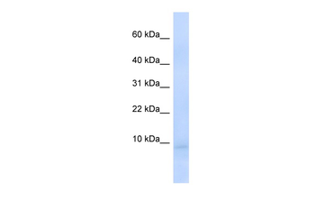 CEND1 Rabbit Polyclonal Antibody